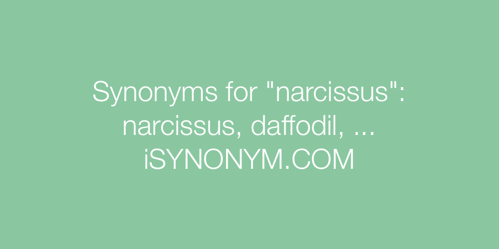 Synonyms narcissus