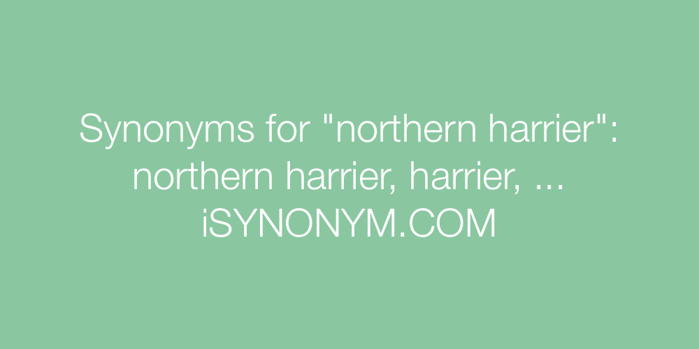 Synonyms northern harrier