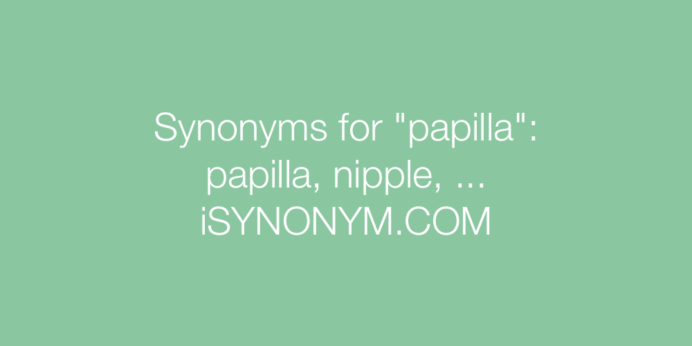 Synonyms papilla