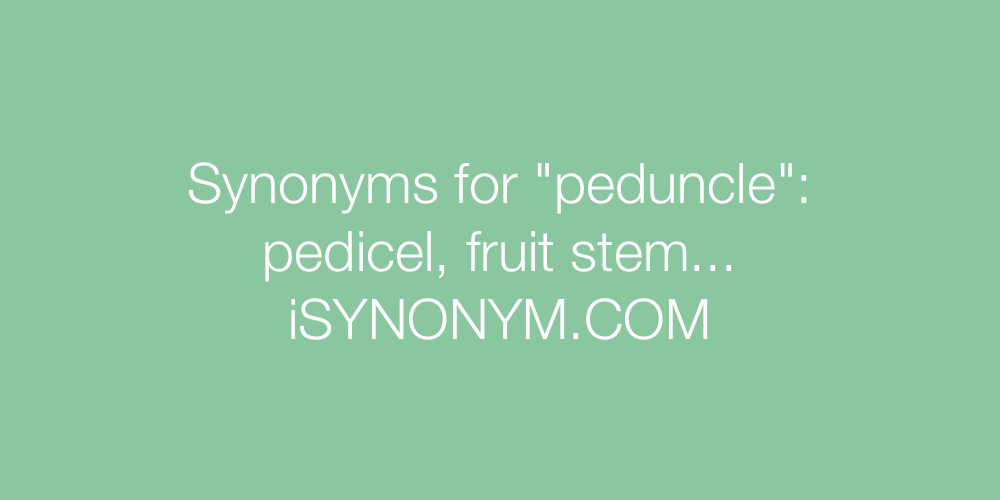 Synonyms peduncle