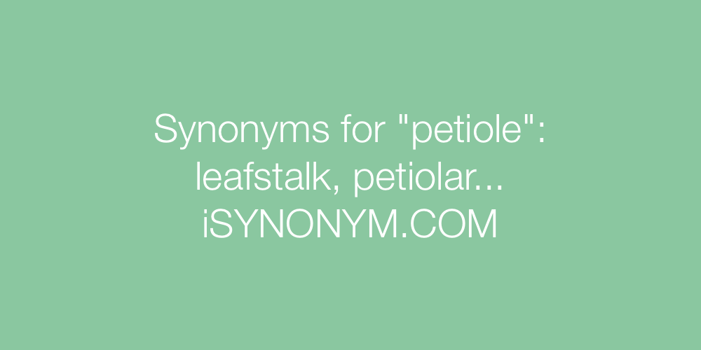 Synonyms petiole