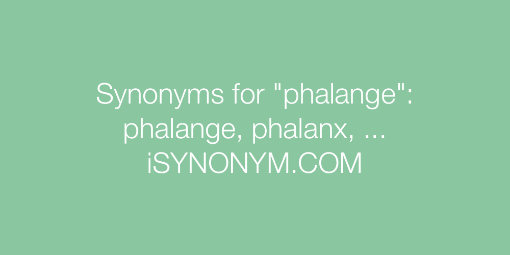 Synonyms phalange