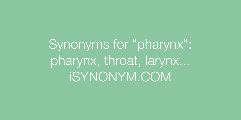 Synonyms pharynx
