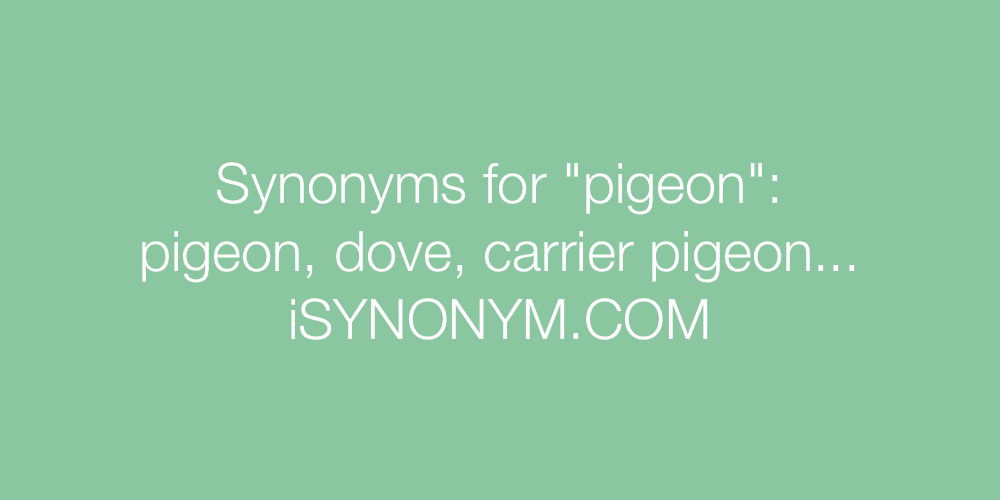 Synonyms pigeon