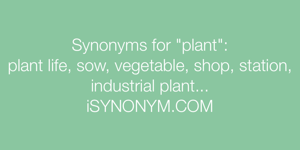 Synonyms plant
