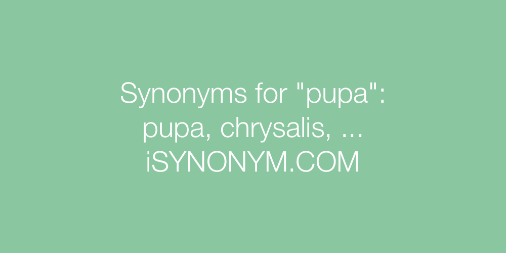 Synonyms pupa