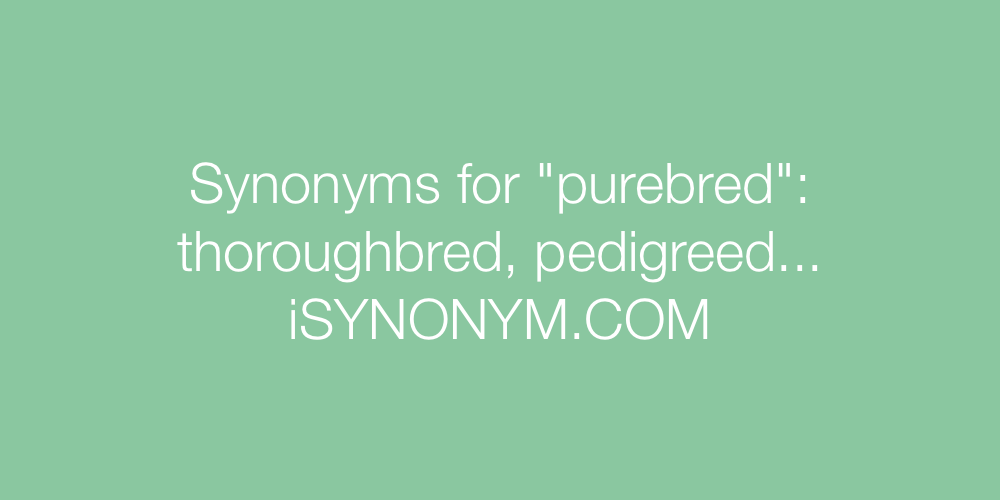 Synonyms purebred