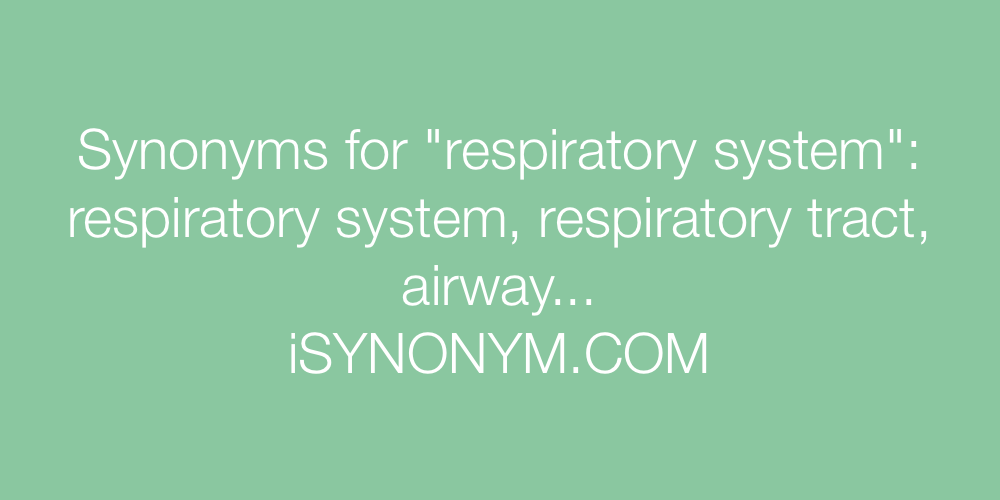 Synonyms respiratory system
