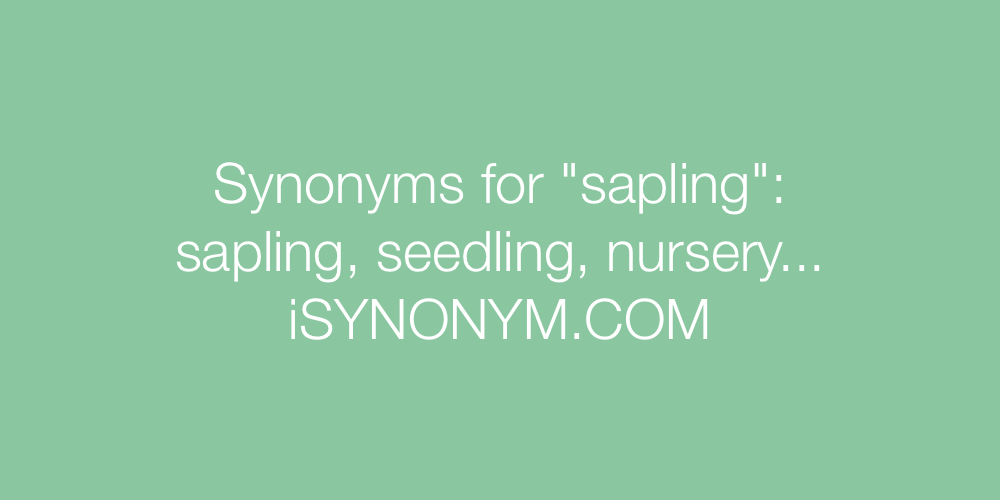Synonyms sapling