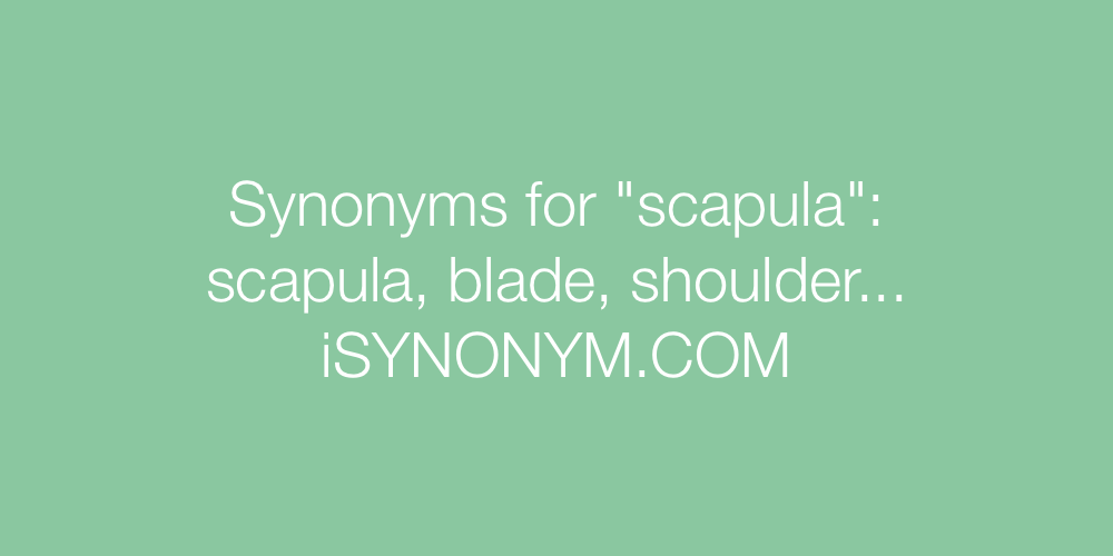 Synonyms scapula