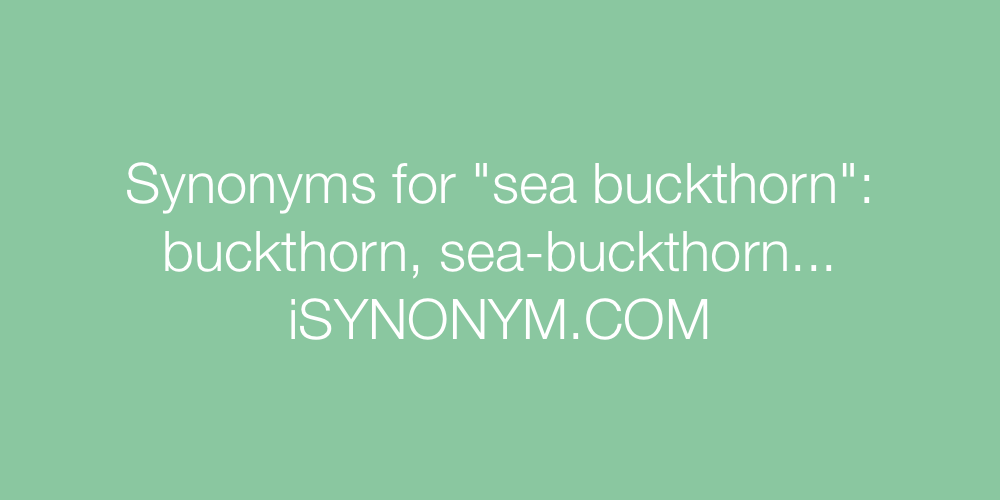 Synonyms sea buckthorn