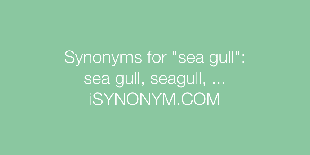 Synonyms sea gull