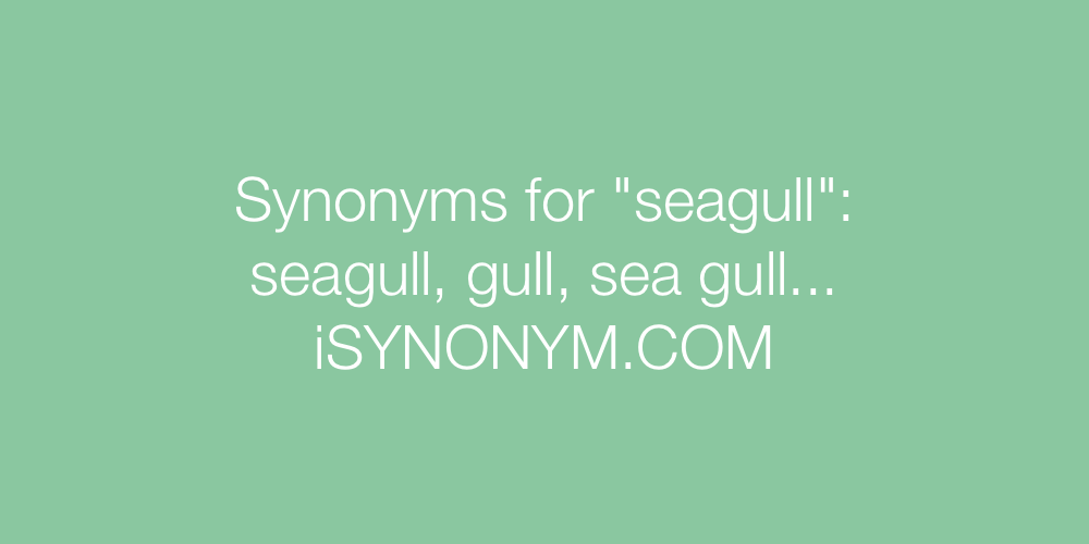 Synonyms seagull