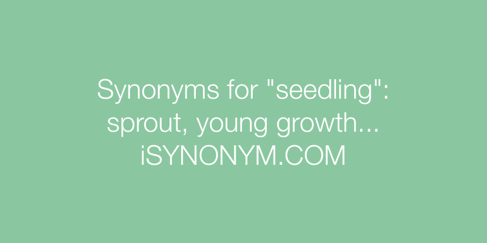 Synonyms seedling
