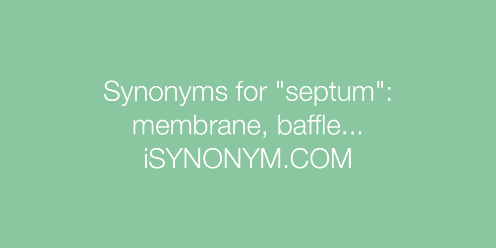 Synonyms septum
