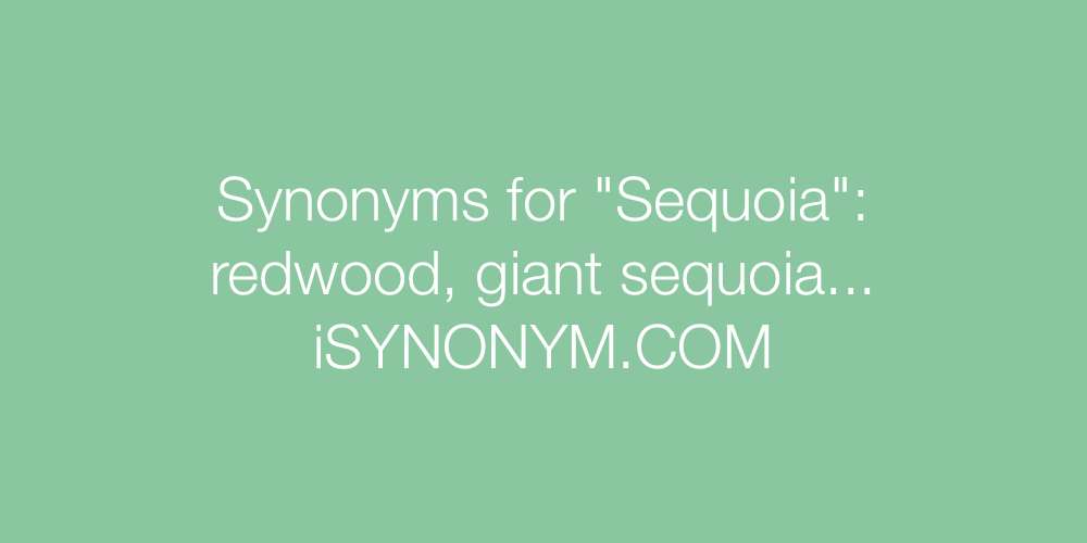 Synonyms Sequoia