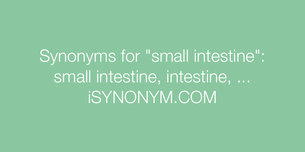 Synonyms small intestine