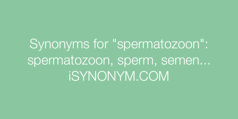 Synonyms spermatozoon