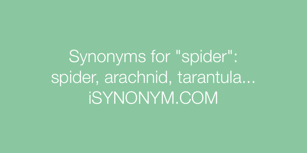 Synonyms spider