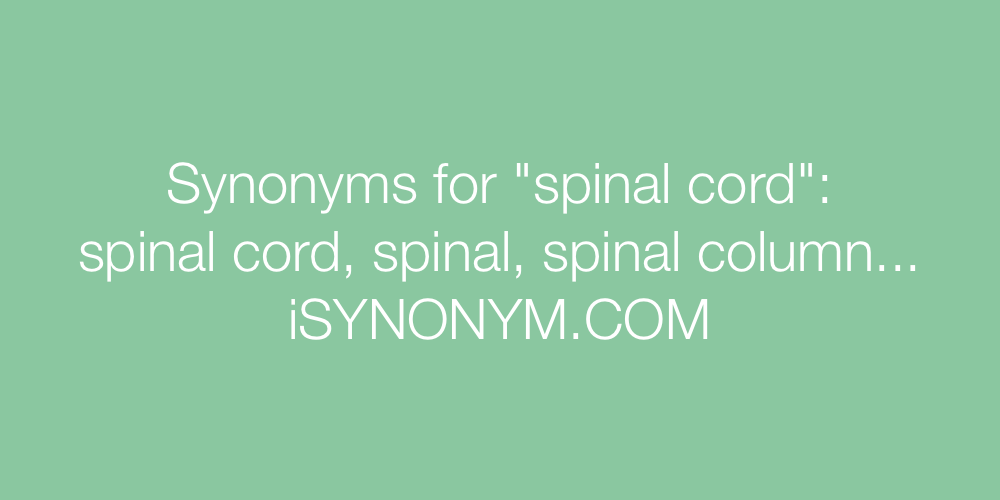 Synonyms spinal cord