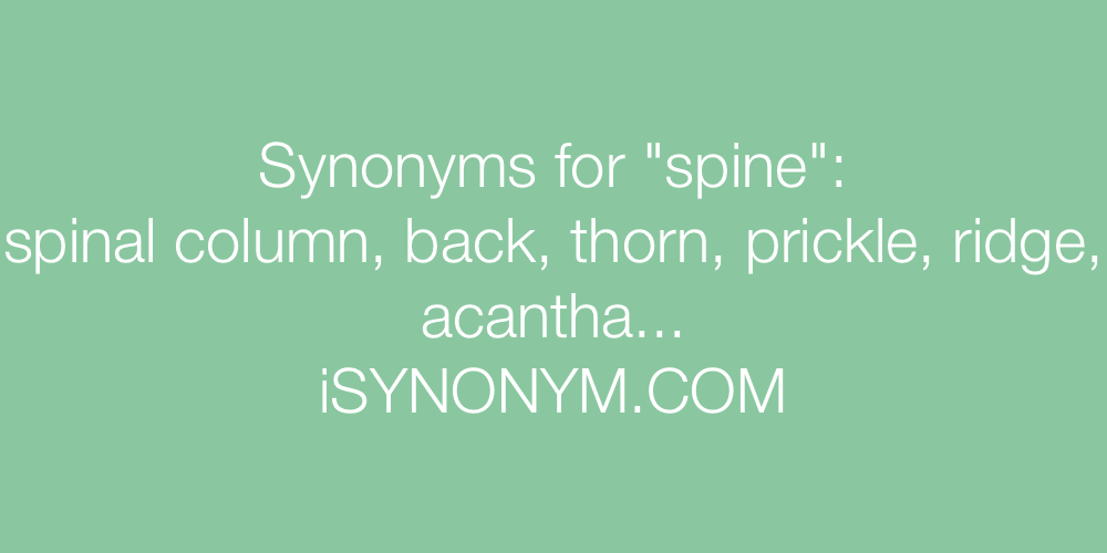 Synonyms spine