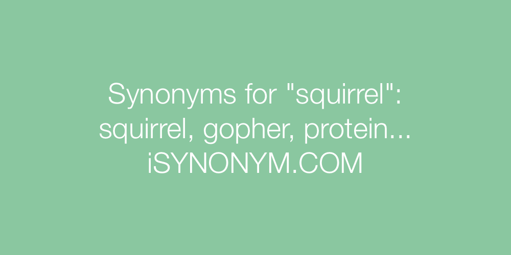 Synonyms squirrel