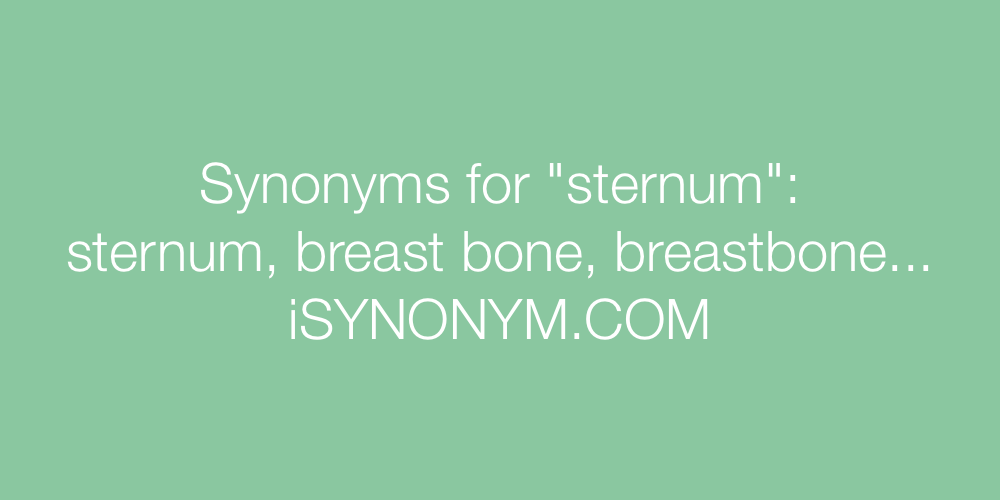 Synonyms sternum