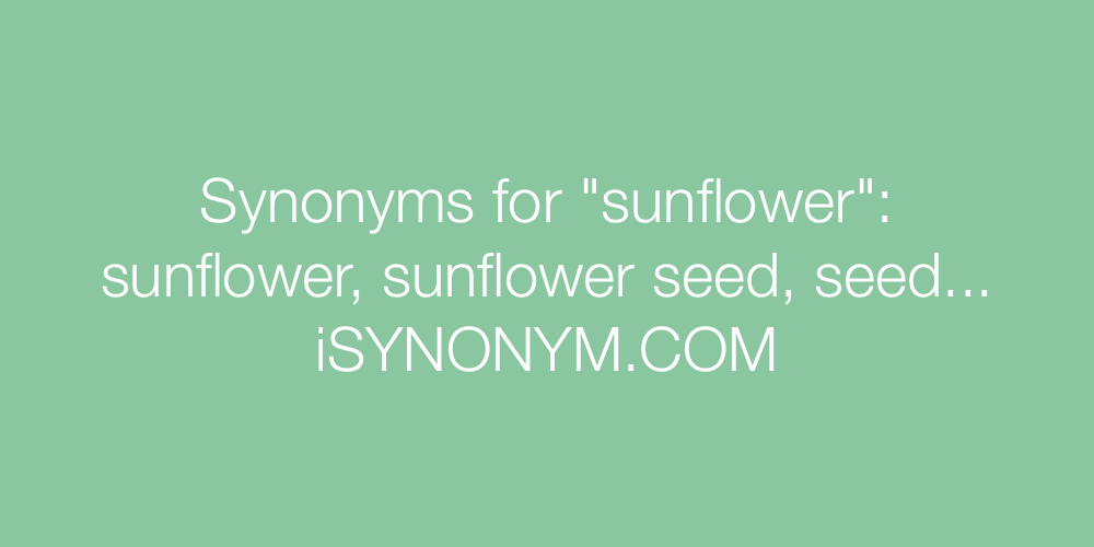Synonyms sunflower