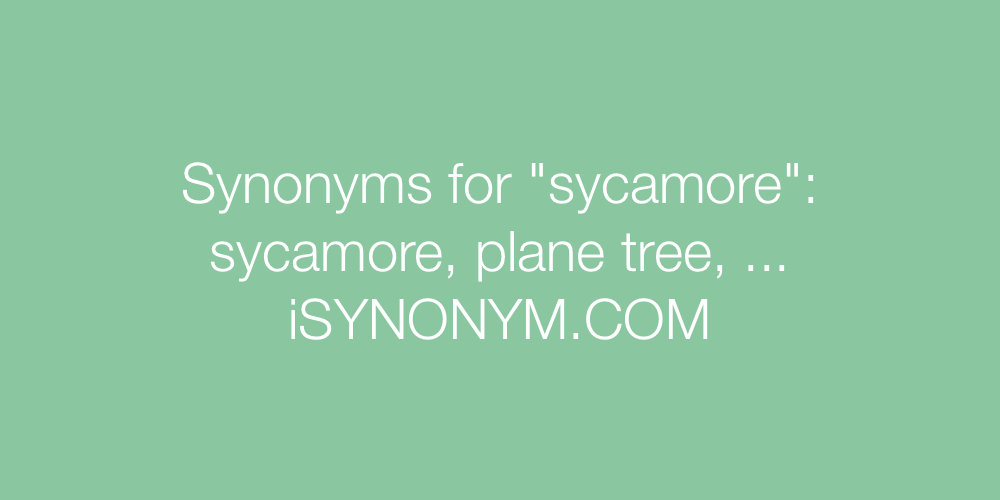 Synonyms sycamore