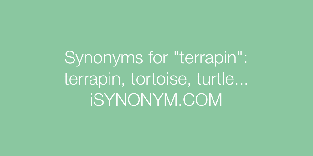 Synonyms terrapin