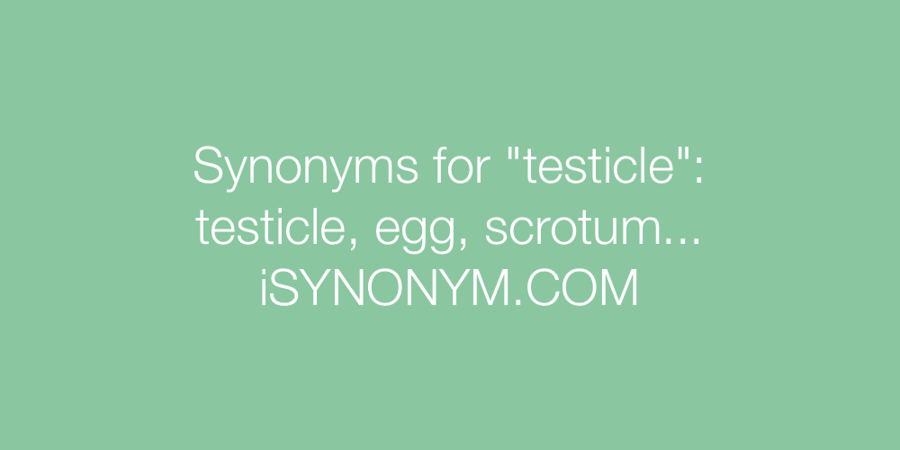 Synonyms testicle