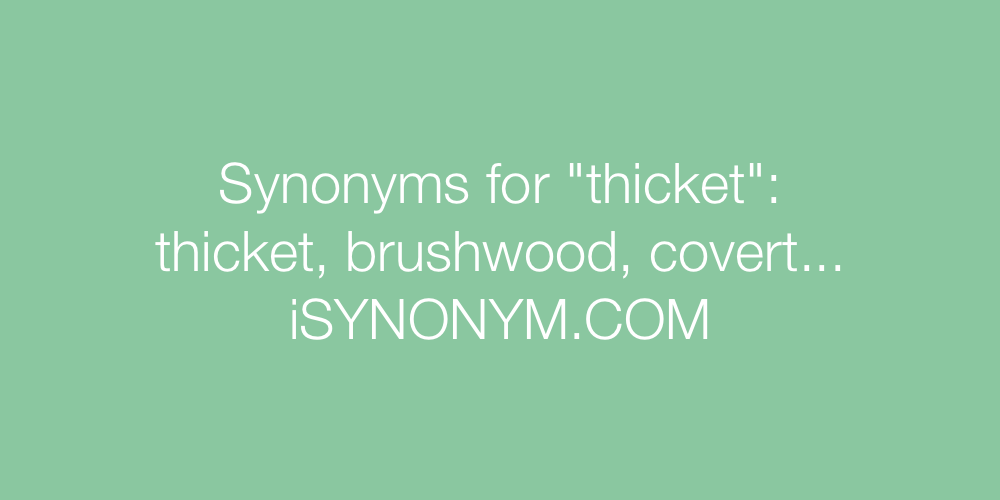 Synonyms thicket