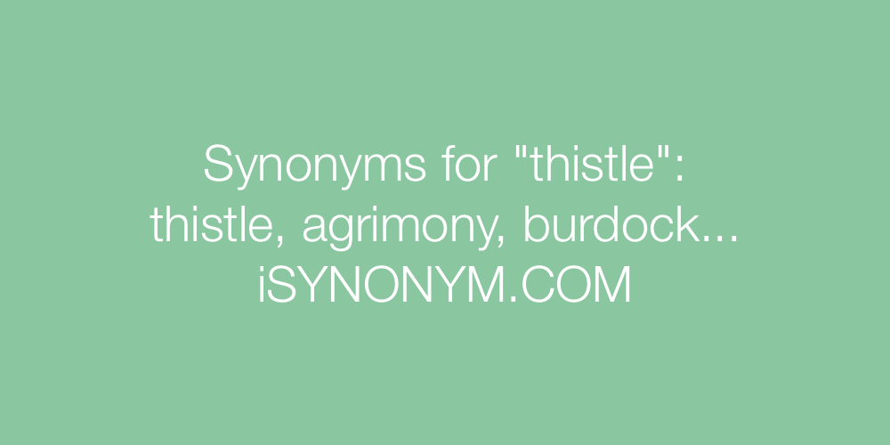 Synonyms thistle