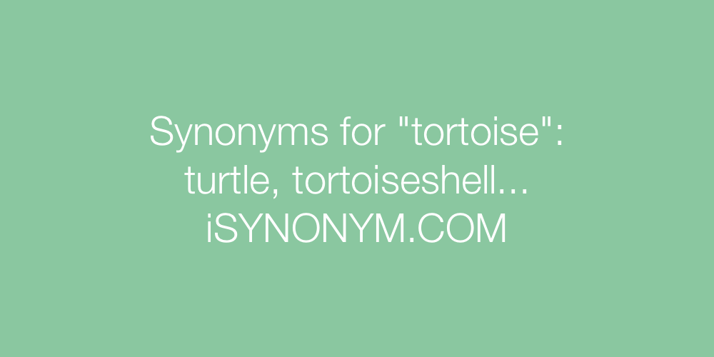 Synonyms tortoise