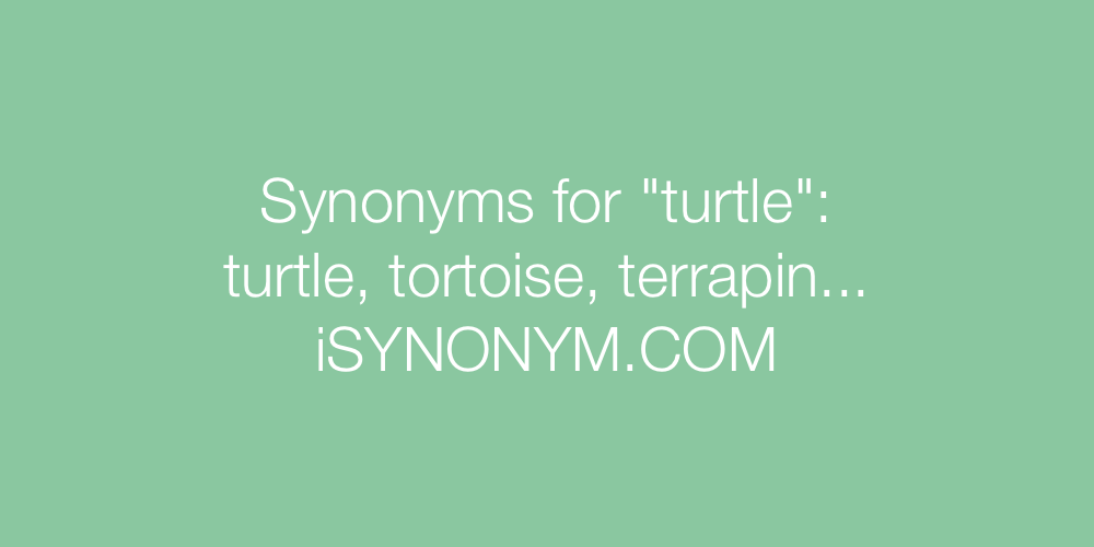Synonyms turtle
