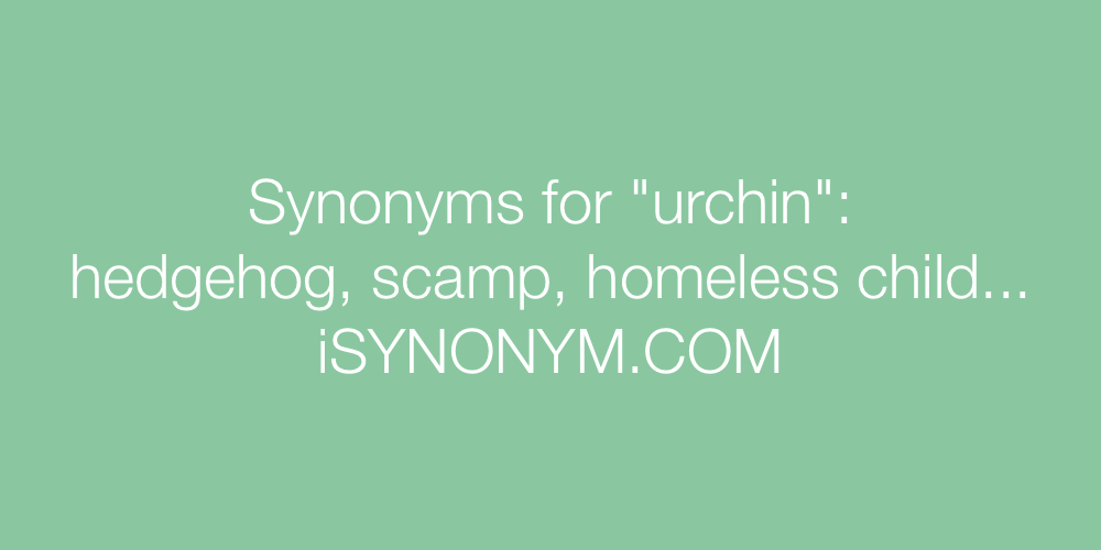 Synonyms urchin