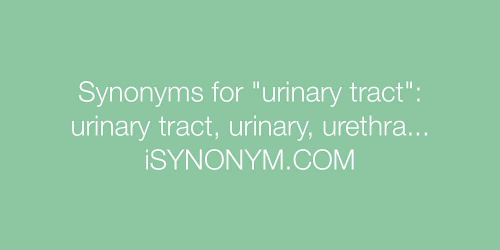Synonyms urinary tract