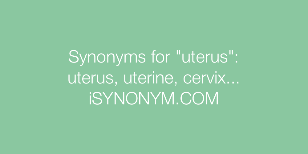 Synonyms uterus