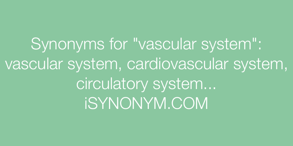 Synonyms vascular system