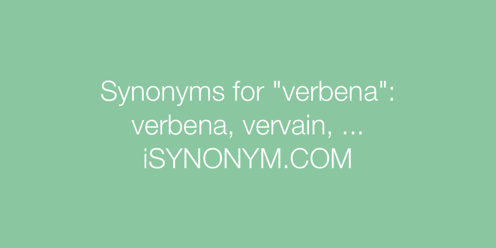 Synonyms verbena