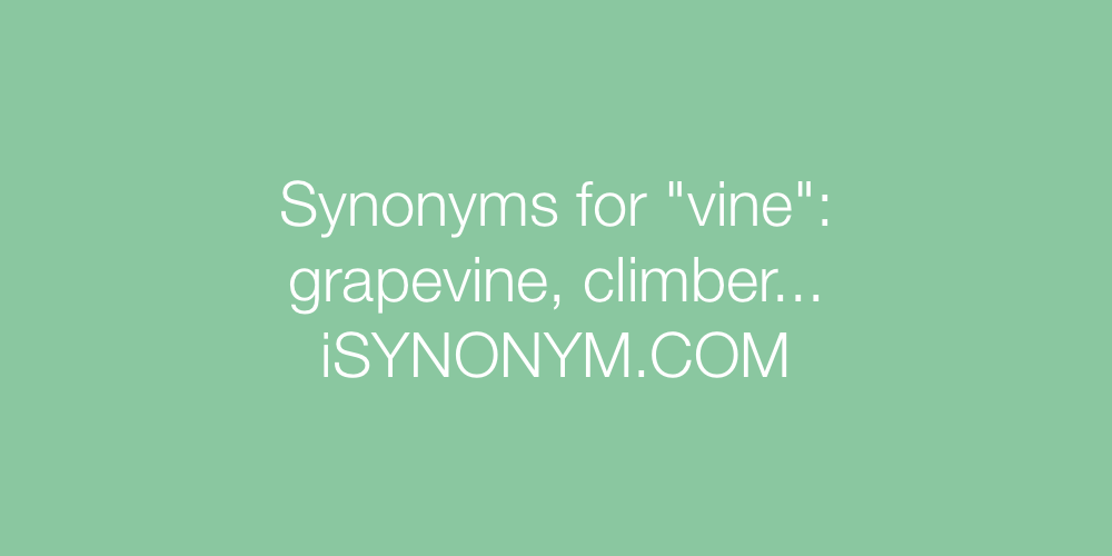 Synonyms vine