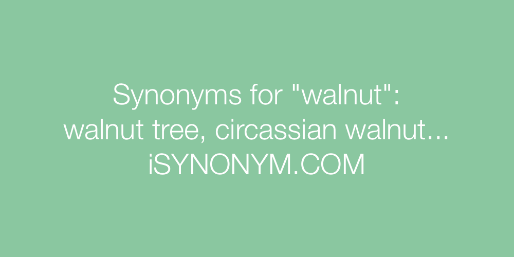 Synonyms walnut