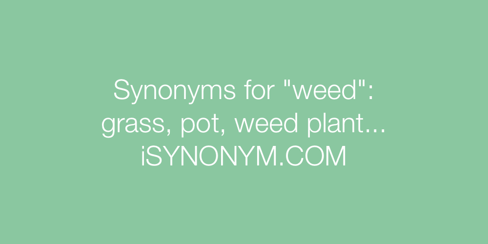 Synonyms weed