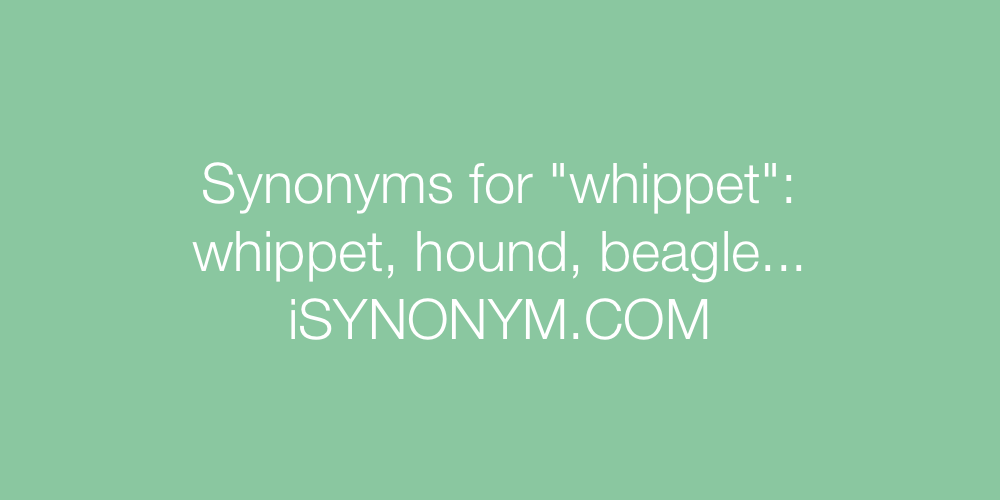 Synonyms whippet