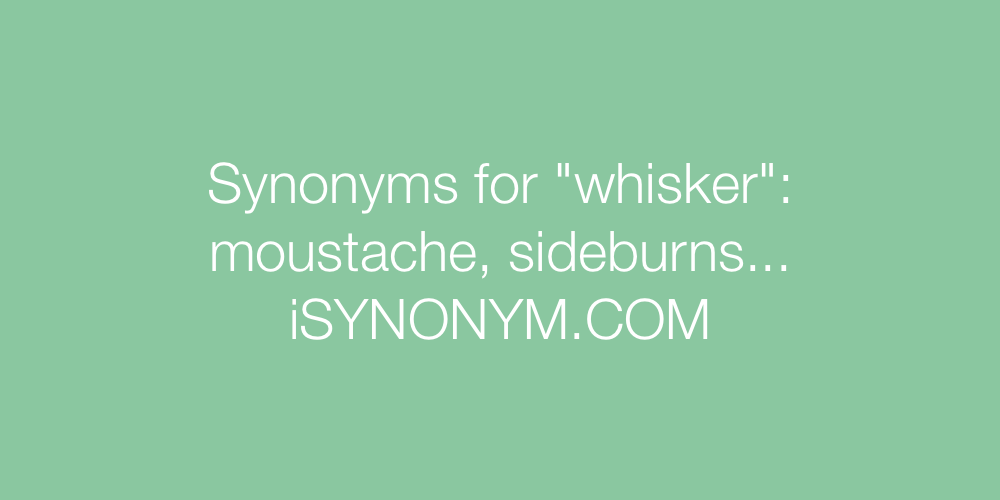 Synonyms whisker