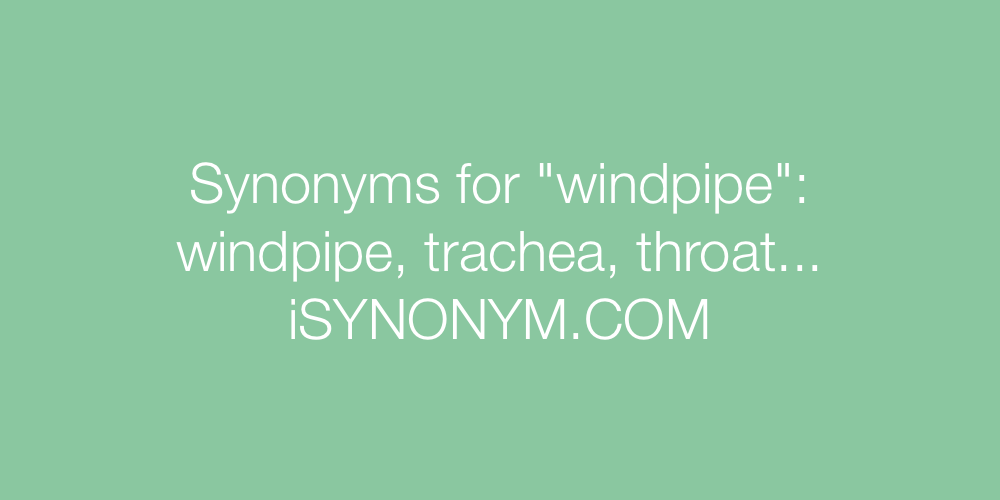 Synonyms windpipe